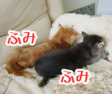 あおうみ