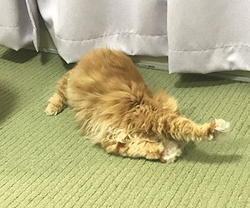 びろーん