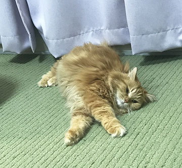かわいいね