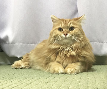 正面