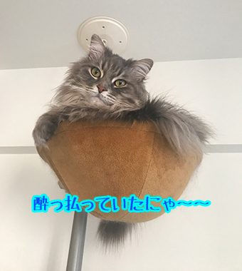 あおくんに見られたw