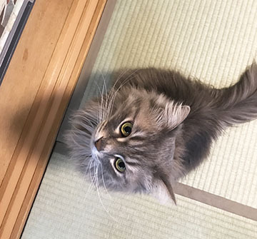すごい見てます