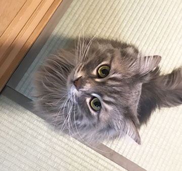 おにだww