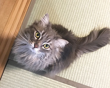 アピール