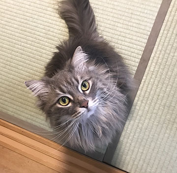 アピール叶わず