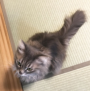 ふん