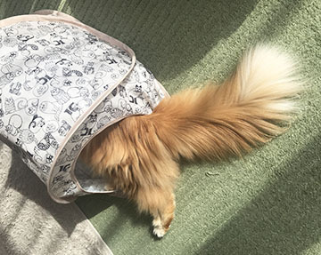 ふさふさーーー