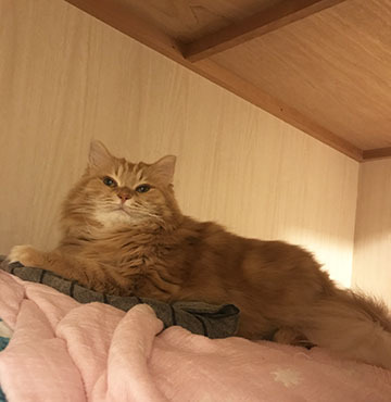 ここだよー