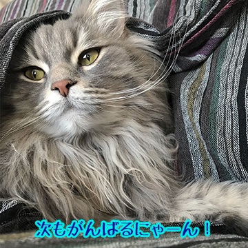 あおくん