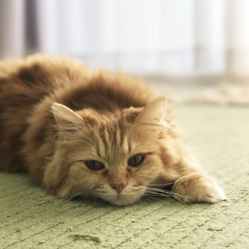 うみちゃん