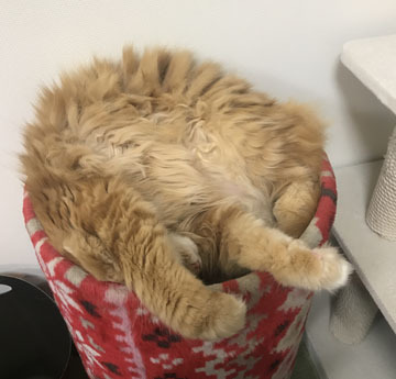 何処が顔かわかる?