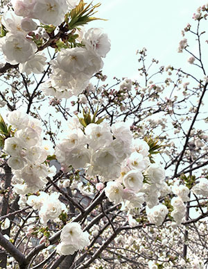 IMG_9173.jpeg