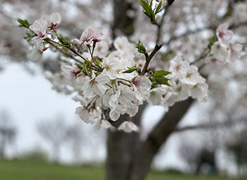 IMG_9179.jpeg