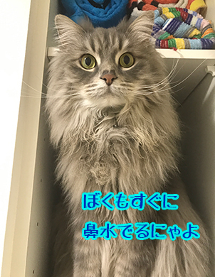 花粉症じゃありません