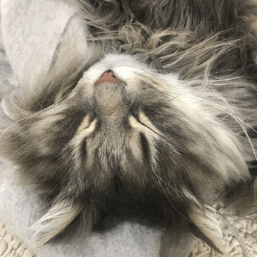 いいよねー