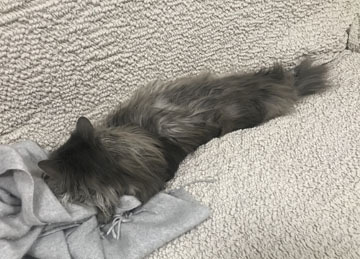 すぴー