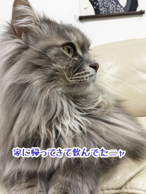 あおくん