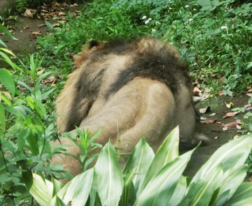 いつも寝てる