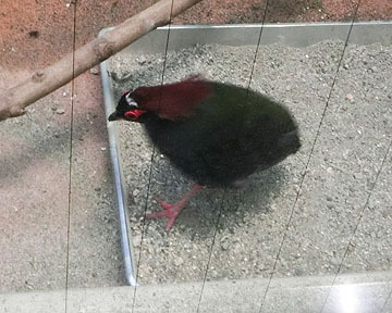 赤がいいね