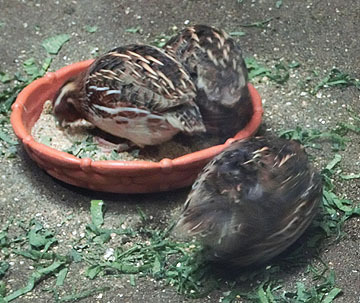 ころりんころりん