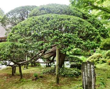立派です