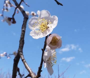 月影ないかと思った^^;