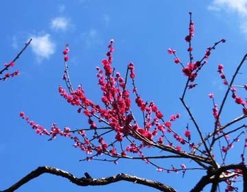 きれいだね