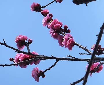 残念