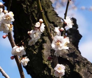 何で虎の尾?