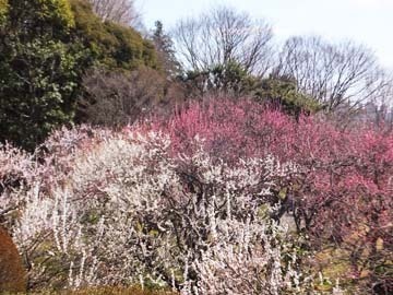 ぼんやり