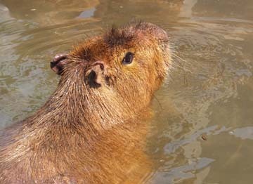 気持ちよさそう