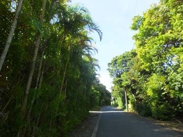 ここは大島紬村に行くまでの道