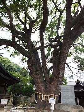 でかい!