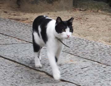 こんにちはー