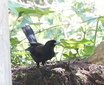 謎の鳥です〜