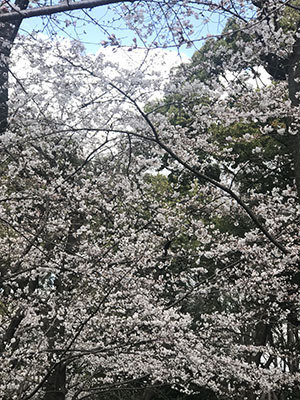 きれいです