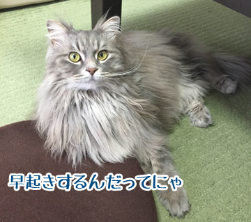いってくるよー