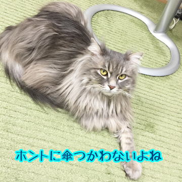 ほんとよねー
