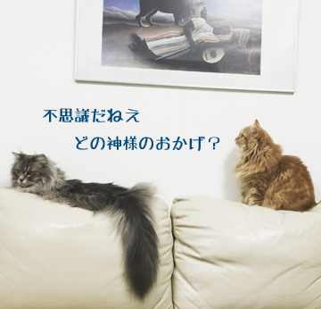 なぞです〜