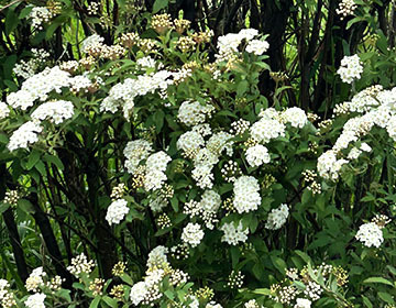 IMG_4716.jpeg