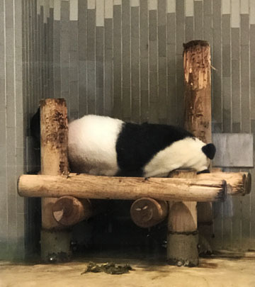 寝てる