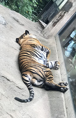 やるきなし