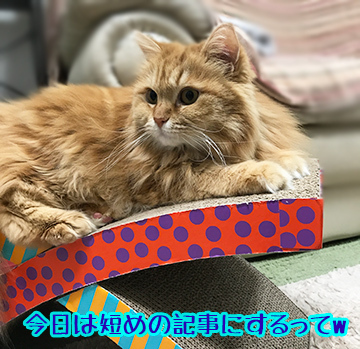 うみも登場