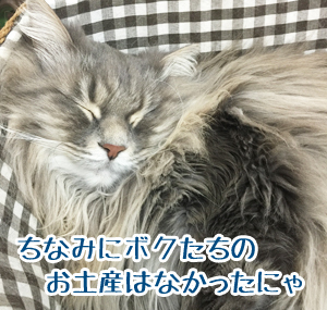 あおくん