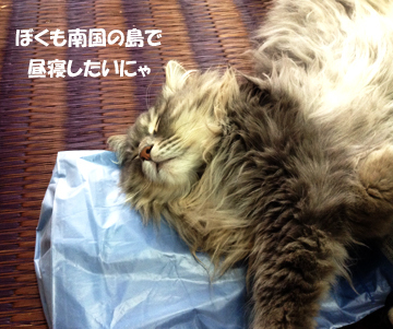 いつか行けるかニャ?