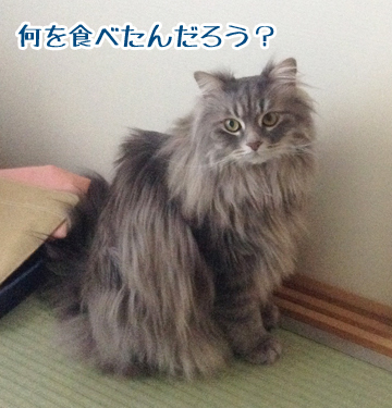 悲しいけど