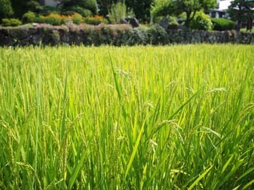 綺麗だね