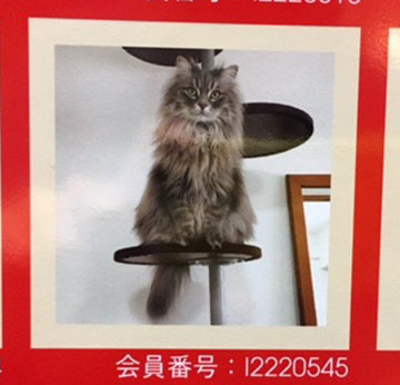 あおです