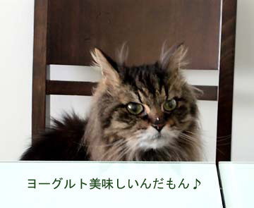 ヨーグルトが付いているのに気づいてない