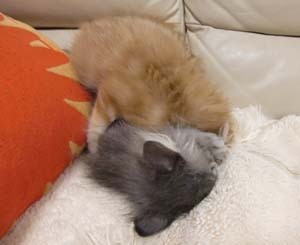 超バトル